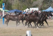 Exitoso encuentro campestre en el Parque Municipal