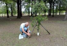 S.O.S.: Propuestas para el rincón de nativas ubicado en el parque municipal