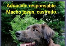 Adopción