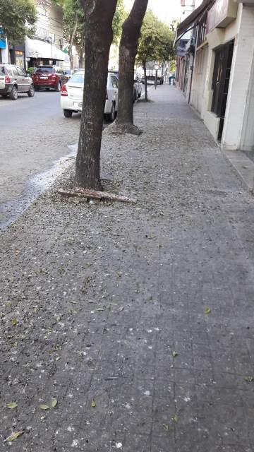 09-03-20 PAJAROS