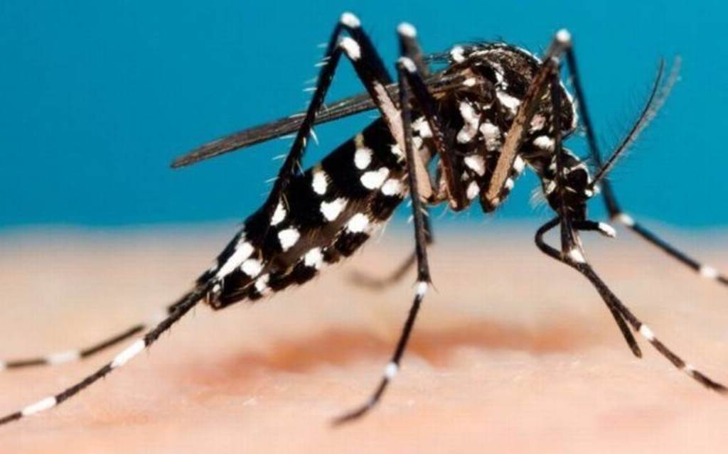 dengue mosquito