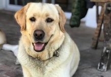 Se busca labradora, HAY RECOMPENSA!