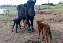 Sorpresas ganaderas en campos mercedinos
