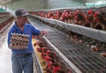 UATRE: El sector avícola en estado de alerta por salarios