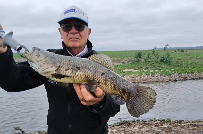 pesca poli