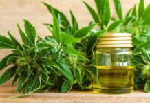 Plantean autorizar al municipio para la producción de Cannabis