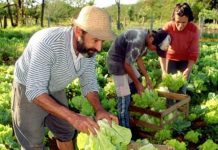 La AMA realiza algunas consideraciones sobre la propuesta del ingeniero Lapolla