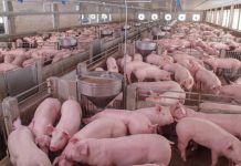AMA pide prohibición de mega granjas porcinas en Mercedes