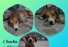 Adopción