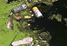 Manto verde y mortandad de peces en el río Luján
