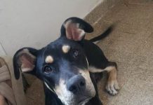 Cruzada «UN HOGAR PARA MAX»