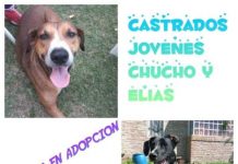Adopción
