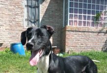 Adopción
