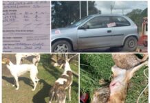 Caza prohibida: aprehensiones en zona rural