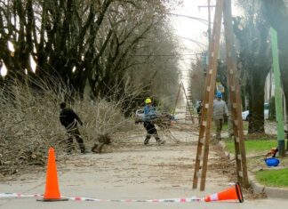 Las tareas de poda correctiva llegaron a la Calle Balcarce