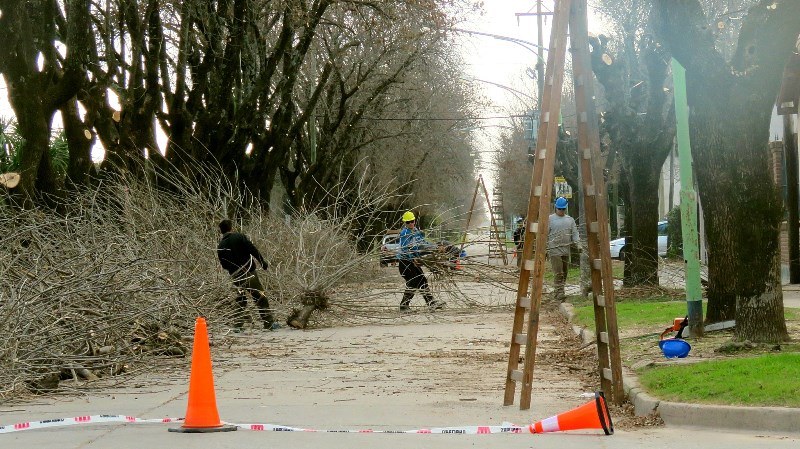 Las tareas de poda correctiva llegaron a la Calle Balcarce 03