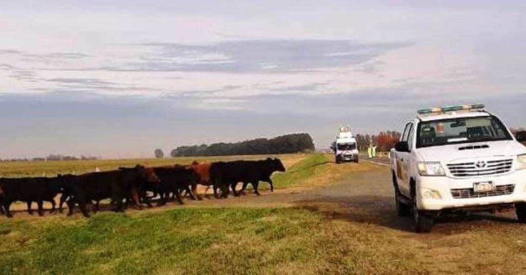 Seguridad en movimiento de animales 1