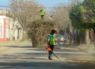 Siguen las tareas de poda correctiva