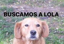 Buscamos a Lola
