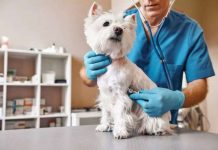 Proponen la creación de Guardias Veterinarias para domingos y feriados