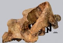Museo Carlos Ameghino desarrolló estudio sobre uno de sus fósiles mejor preservado