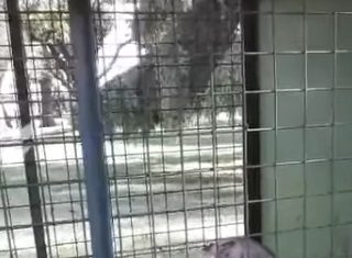Un puma en Suipacha