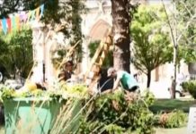 Espacios Verdes concreta poda correctiva en la zona comercial