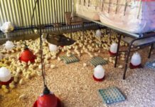 Soberanía Alimentaria: Entregarán ponedoras a 20 familias de la zona rural