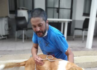 Quienes desean adoptar, pueden acercarse a Zoonosis