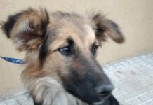 Adopción
