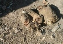 Estupor tras hallazgo de restos humanos en el basural