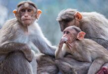 Viruela del mono: qué es, cómo se contagia y en qué países fue detectada