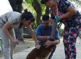 Concurrida vacunación de mascotas