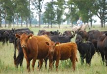 Cuáles son las principales enfermedades que causan abortos en rodeos para carne