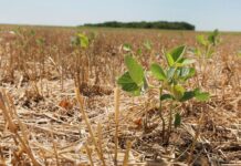 Kicillof declaró el estado de Emergencia y/o Desastre Agropecuario en Mercedes y otros 32 distritos