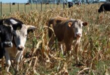 Buscan incluir a Mercedes entre los distritos alcanzados por la Emergencia Agropecuaria