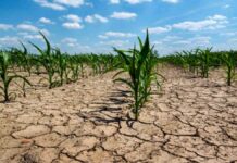 La Arquidiócesis pide acciones concretas por la sequía