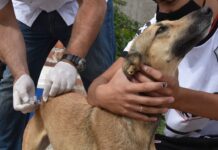 Anuncian cronograma de vacunación y castración para diciembre