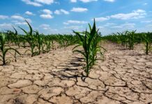 El Servicio Meteorológico Nacional anunció que el fenómeno La Niña llegó a su fin