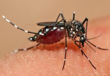 Dengue: sin casos en Mercedes, pero crecen en la región