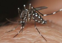 Dengue y chikungunya: casos confirmados en Mercedes