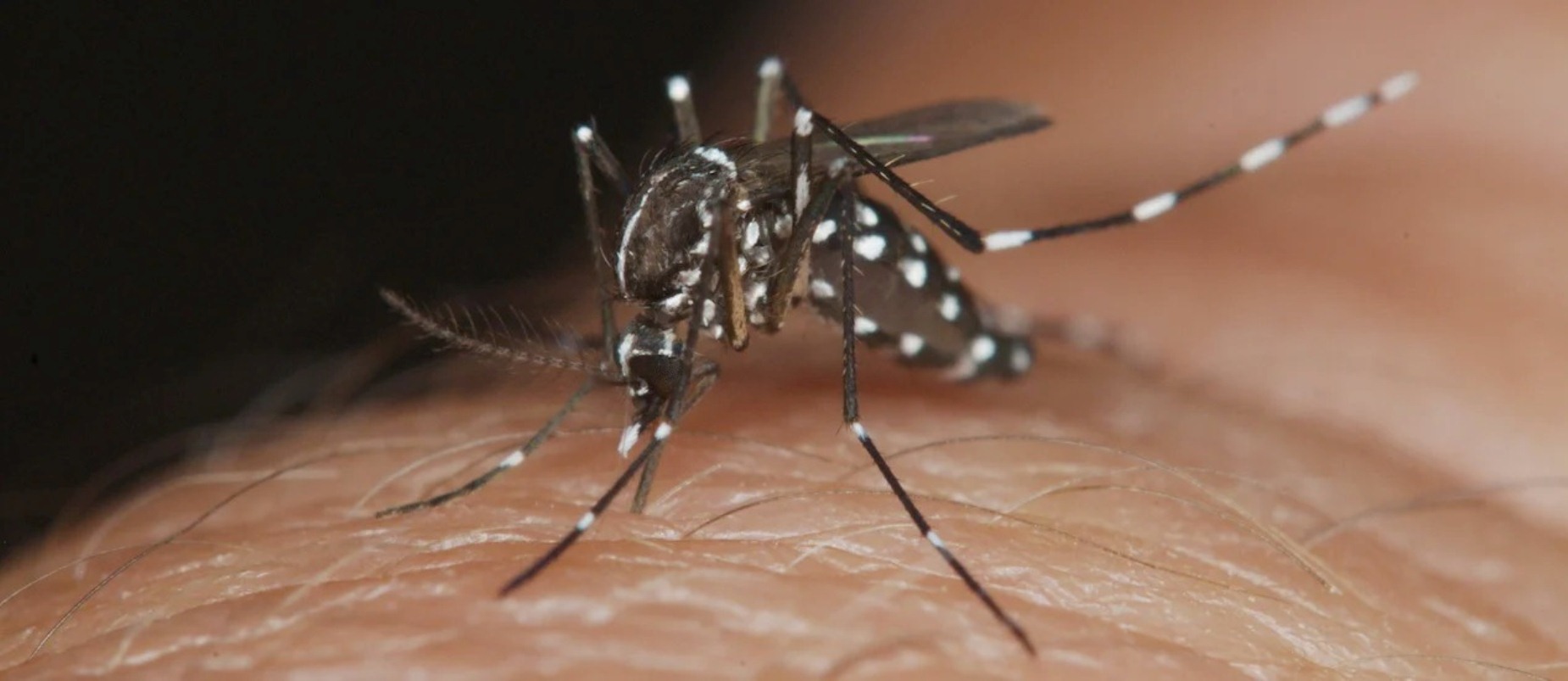 24-04-23 DENGUE