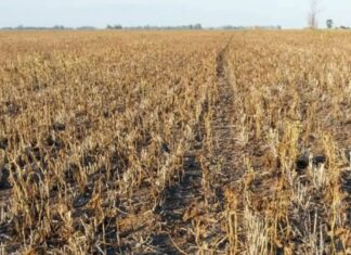 Soja: pérdidas totales por efecto de la sequía