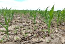 EMERGENCIA AGROPECUARIA PARA MERCEDES Y OTROS 67 DISTRITOS BONAERENSES
