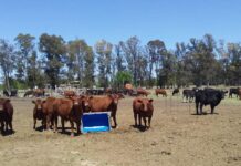 Zonificación: vecinos de Altamira celebran fallo por reclamo ambiental