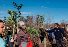 Entregaron ejemplares frutales a productores del partido de Mercedes