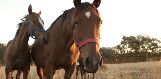 Encefalomielitis equinas: hay 56 brotes en la provincia y ocho caballos muertos