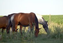 Encefalomielitis Equina: acciones locales y llegada de vacunas