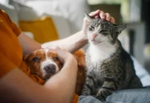 Banco Provincia lanzó un seguro para mascotas