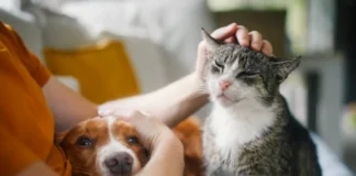 Banco Provincia lanzó un seguro para mascotas